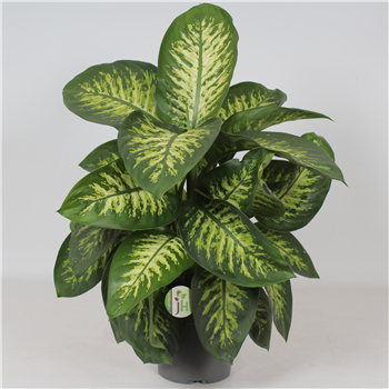 Dieffenbachia seguine 'Reeva' F00002163