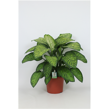 Dieffenbachia seguine 'Tropic Jewel' F00002997