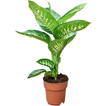 Dieffenbachia seguine 'Tropic Snow' F00001870