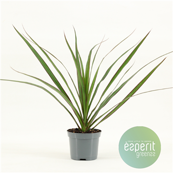 Dracena Marginata F00001118