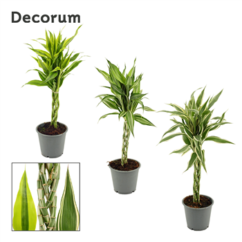 Dracena Sanderiana mix F00000634