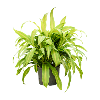 Dracena deremensis 'Bronze' 1DRBR5K25