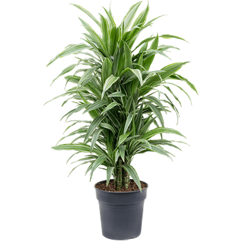 Dracena deremensis 'Warneckei' 4DRDEVT13