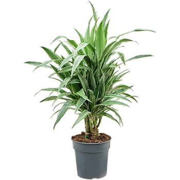 Dracena deremensis 'Warneckei' 4DRDEVT90
