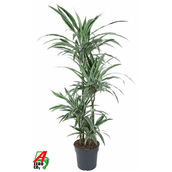 Dracena deremensis 'Warneckei' F00005230