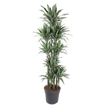 Dracena deremensis 'Warneckei' F00005232
