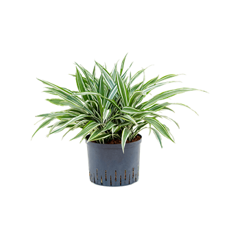 Dracena deremensis 'White Stripe' 1DRWS5K25