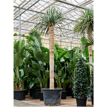 Dracena draco (500-525) 4DRDRRS24