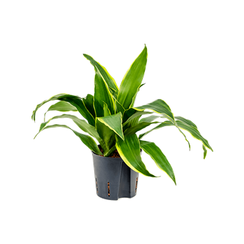 Dracena fragrans 'Arturo' 2DRAR2K10