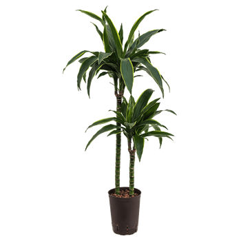 Dracena fragrans 'Arturo' 1DRAR2S20
