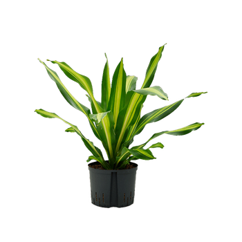 Dracena fragrans 'Burley' 1DRBUKO25