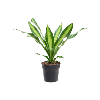Dracena fragrans 'Burley' 4DRBUKO22