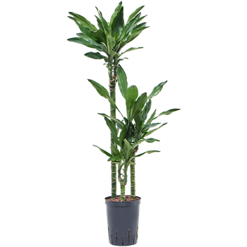 Dracena fragrans 'Burundii' 1DRBU3S10