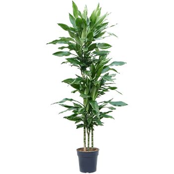 Dracena fragrans 'Burundii' 4DRJB3S20