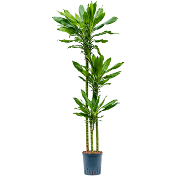 Dracena fragrans 'Burundii' 1DRBU3S20