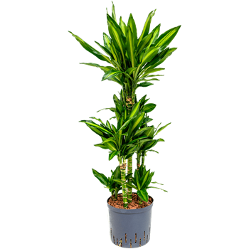 Dracena fragrans 'Cintho 1DRFCCA10