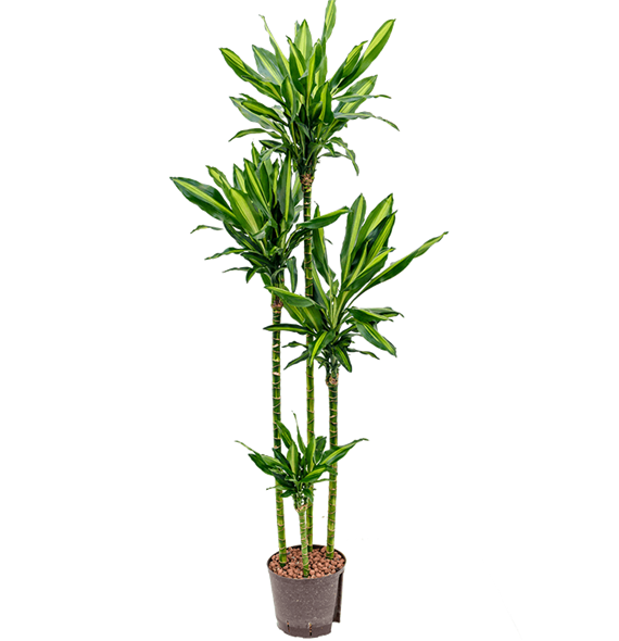 Dracena fragrans 'Cintho 1DRFC4S10