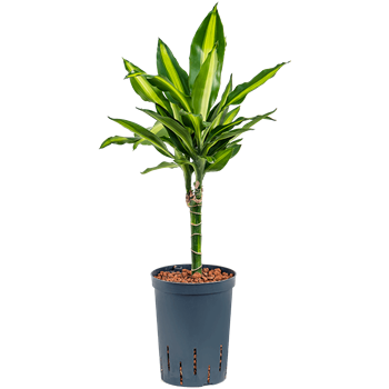 Dracena fragrans 'Cintho' 1DRFC1S20