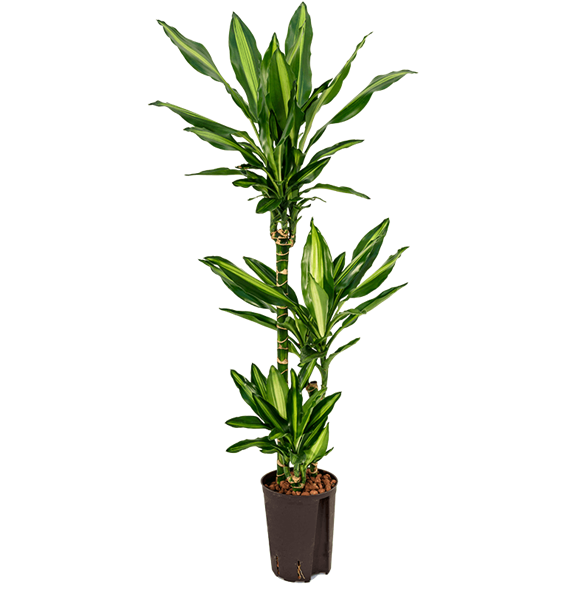 Dracena fragrans 'Cintho' 1DRFC3S05