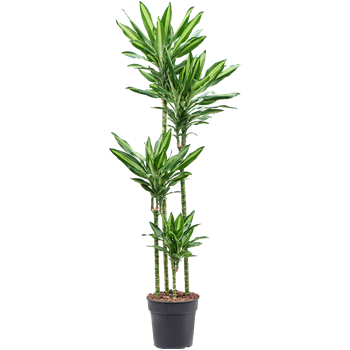Dracena fragrans 'Cintho' 4DRCI4S27