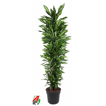 Dracena fragrans 'Cintho' F00002399