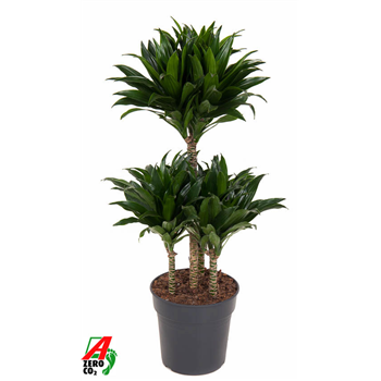 Dracena fragrans 'Compacta' F00002494