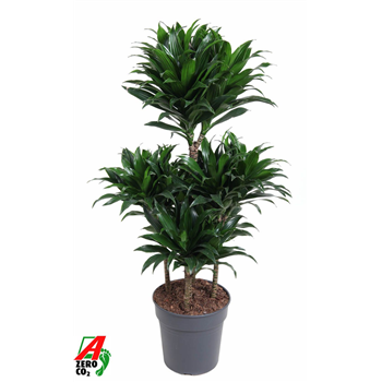 Dracena fragrans 'Compacta' F00005021