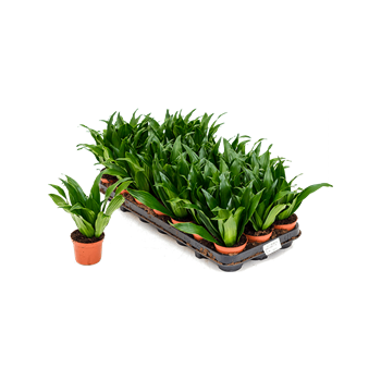 Dracena fragrans 'Compacta' 12/tray 4DRCOKO08