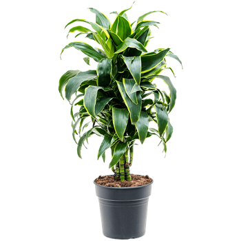 Dracena fragrans 'Dorado' 4DRDOVT21