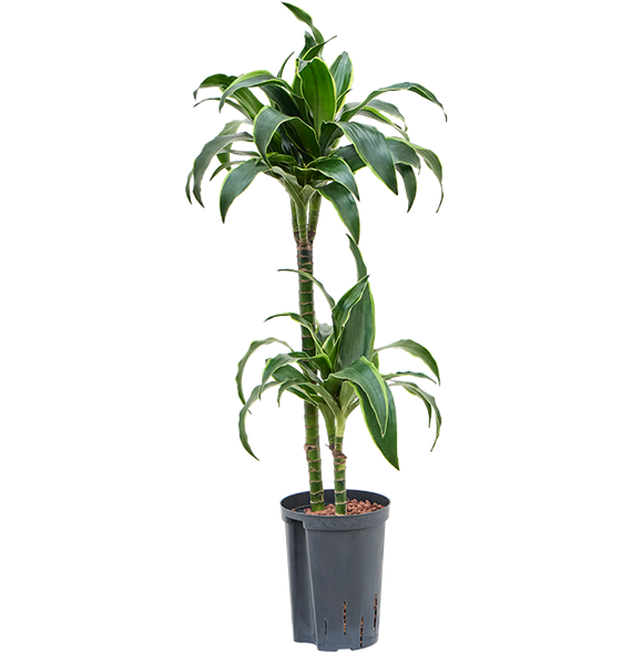 Dracena fragrans 'Dorado' 1DRDO2S10