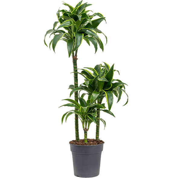 Dracena fragrans 'Dorado' 4DRDO3S10