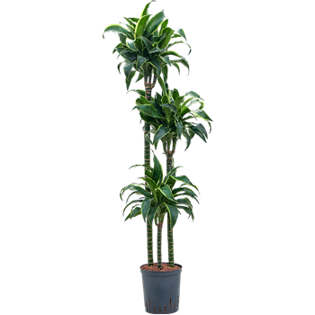 Dracena fragrans 'Dorado' 1DRDO3S20