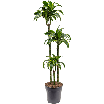 Dracena fragrans 'Dorado' 4DRDO3S20
