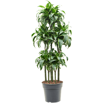 Dracena fragrans 'Dorado' 4DRDOCA30