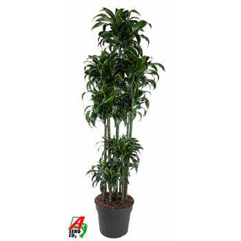 Dracena fragrans 'Dorado' F00002838