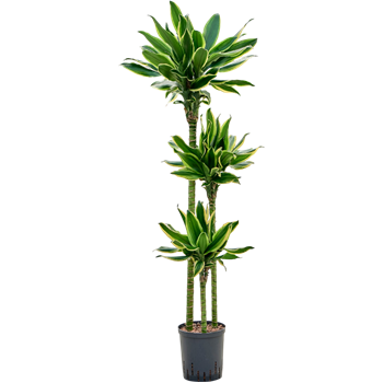 Dracena fragrans 'Gold King' 1DRGK3S20