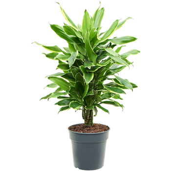 Dracena fragrans 'Golden Coast' 4DRGCVT21