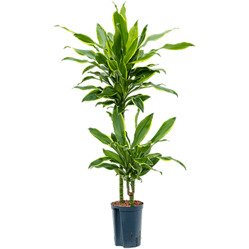 Dracena fragrans 'Golden Coast' 1DRGC2S10