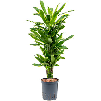 Dracena fragrans 'Golden Coast' 1DRGCVT18