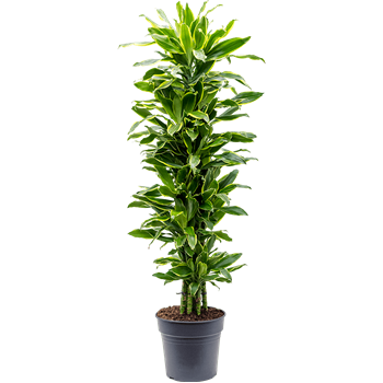 Dracena fragrans 'Golden Coast' 4DRGCVT31