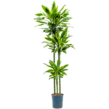 Dracena fragrans 'Golden Coast' 1DRGC3S20