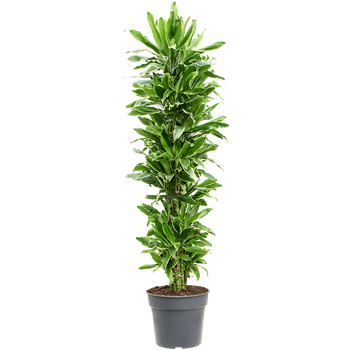 Dracena fragrans 'Golden Coast' 4DRGCVT34