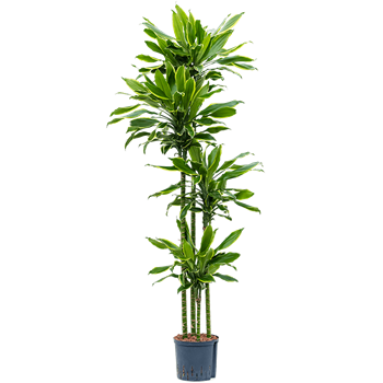 Dracena fragrans 'Golden Coast' 1DRGC4S10