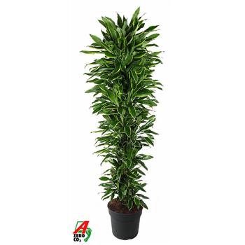 Dracena fragrans 'Golden Coast' F00002836