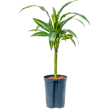 Dracena fragrans 'Hawaiian Sunshine' 1DRHS1S20
