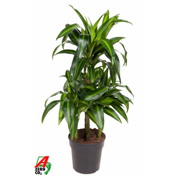 Dracena fragrans 'Hawaiian Sunshine' F00005327