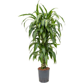 Dracena fragrans 'Hawaiian Sunshine' 1DRHSVT10