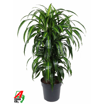 Dracena fragrans 'Hawaiian Sunshine' F00003235