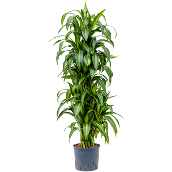Dracena fragrans 'Hawaiian Sunshine' 1DRHSVT20
