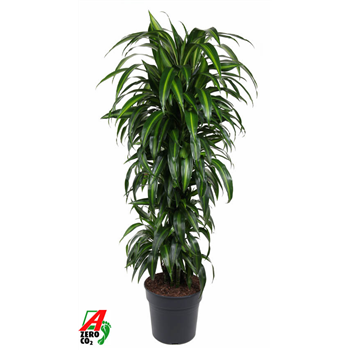 Dracena fragrans 'Hawaiian Sunshine' F00003236